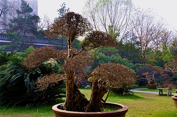 冬天的盆景 摄影 华羽