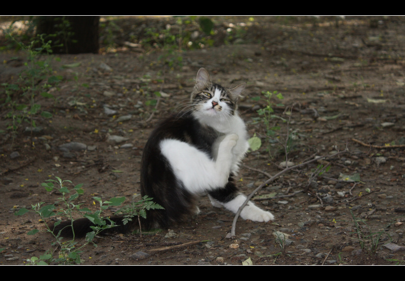 猫片系列4 摄影 雨林木风