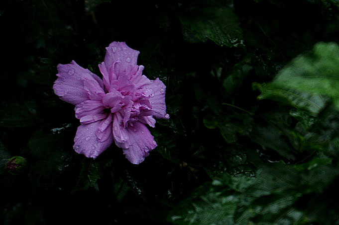 雨.花 摄影 画鸣