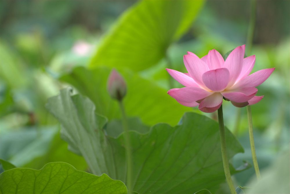 荷花-含笑伫立 摄影 福娃娃