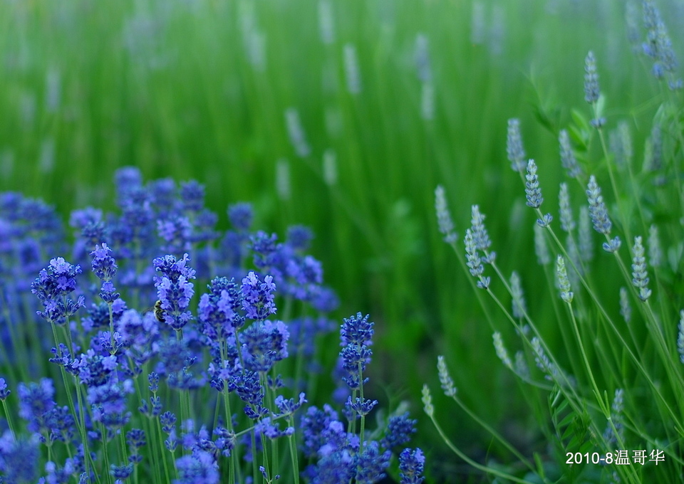 沾花惹草 摄影 sunyhl