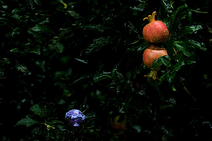 雨露花果 摄影 画鸣