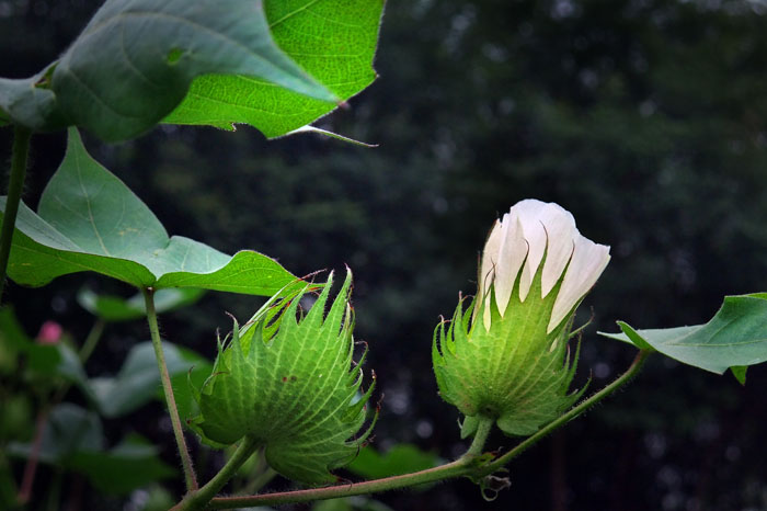 棉 花 2010.9 摄影 青河北