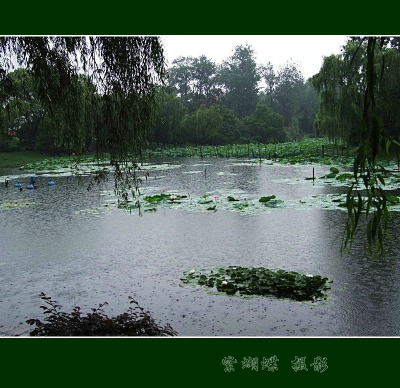 雨中荷塘 摄影 紫蝴蝶