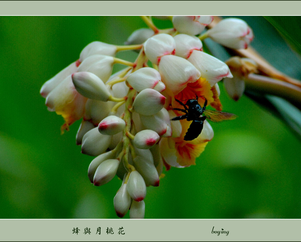 蜂與月桃花 摄影 boying