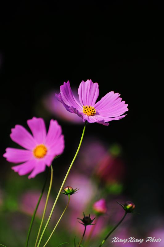 格桑花开 摄影 香子