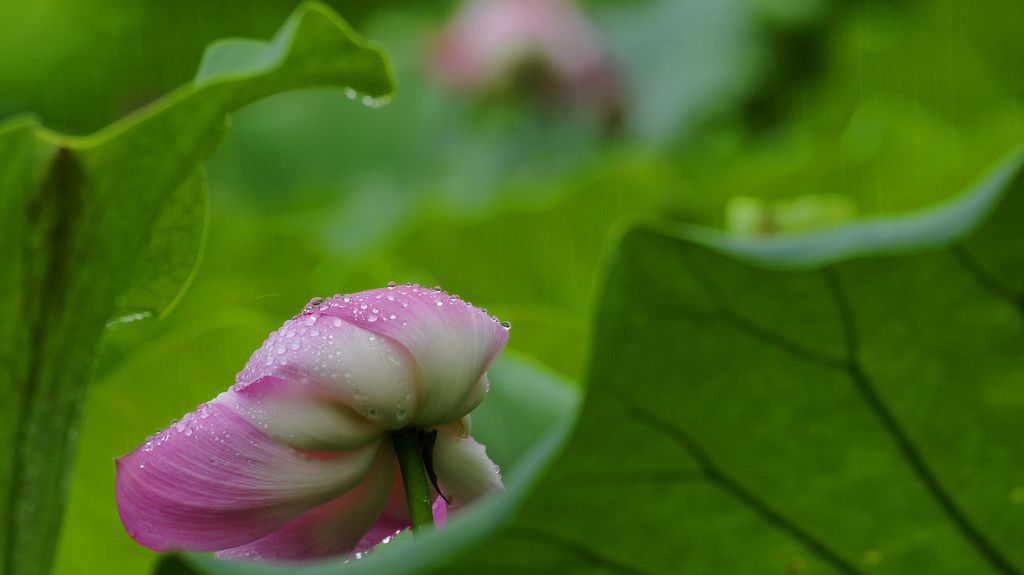 雨荷 摄影 qdzp