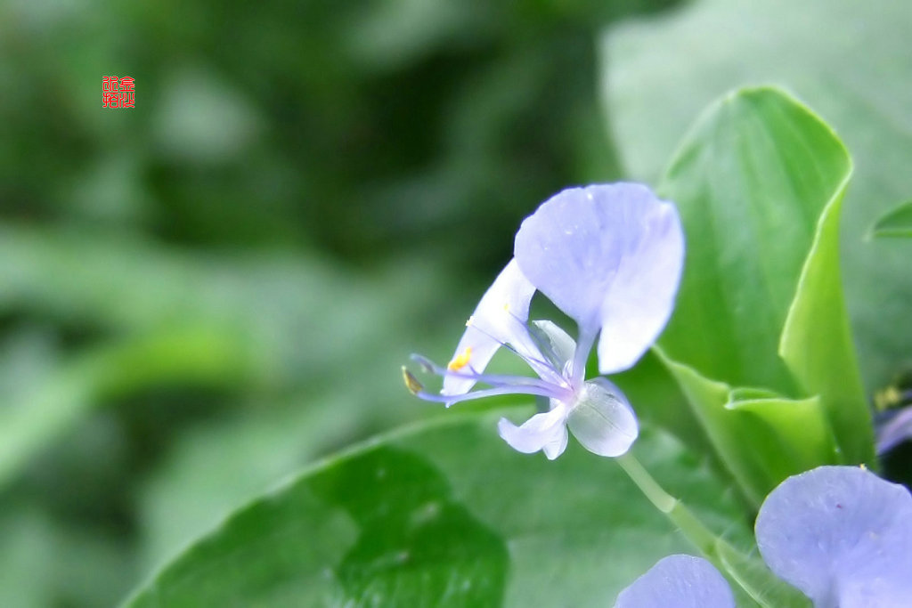 竹节草花 摄影 金江水拍