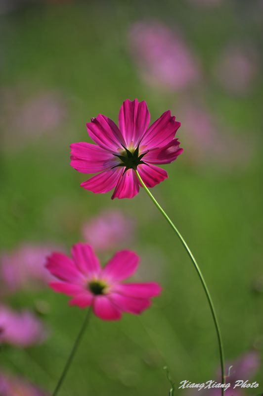 格桑花开 摄影 香子