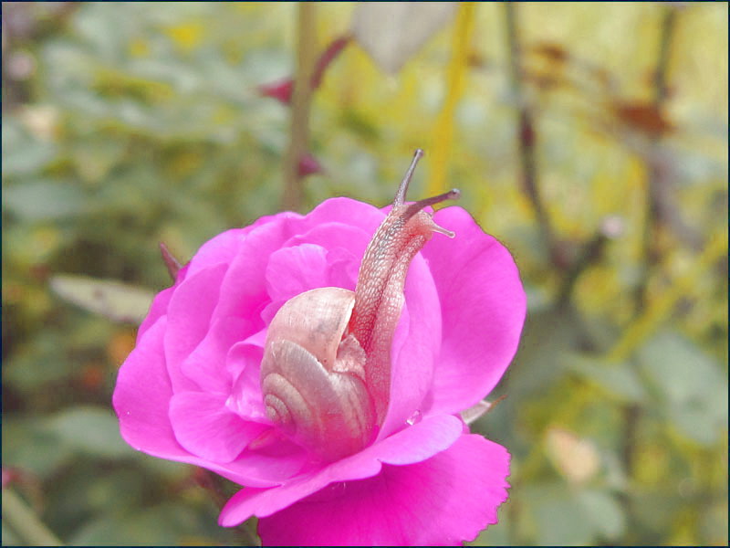 “蜗居” 摄影 青花鱼