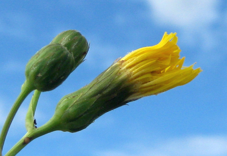 花蕾 摄影 港城坤歌