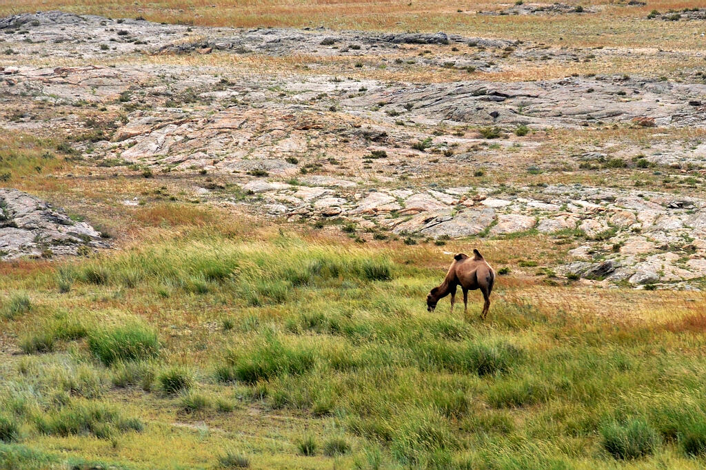 野骆驼（车拍） 摄影 水城人