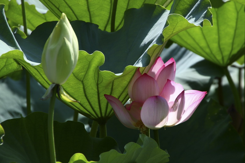 荷花 摄影 勤学