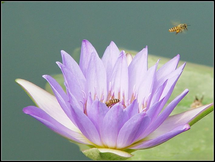 蜂与花 摄影 红棉