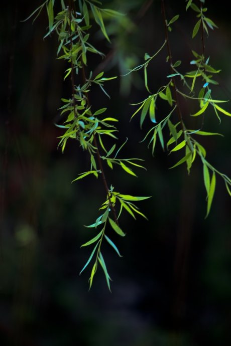 柳枝 摄影 DIK