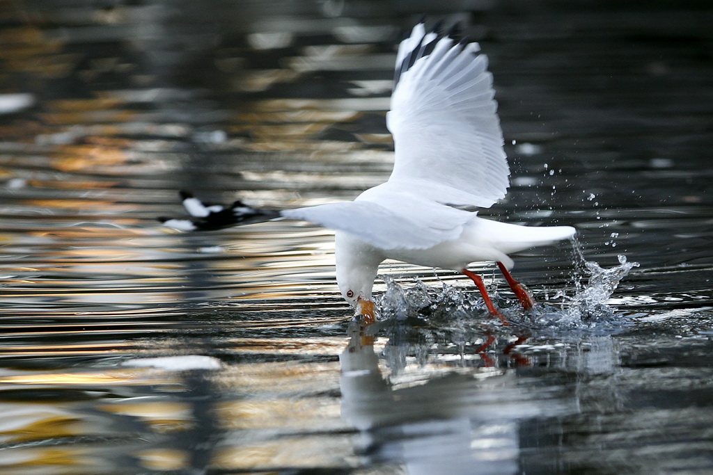 觅食 摄影 ausphoto