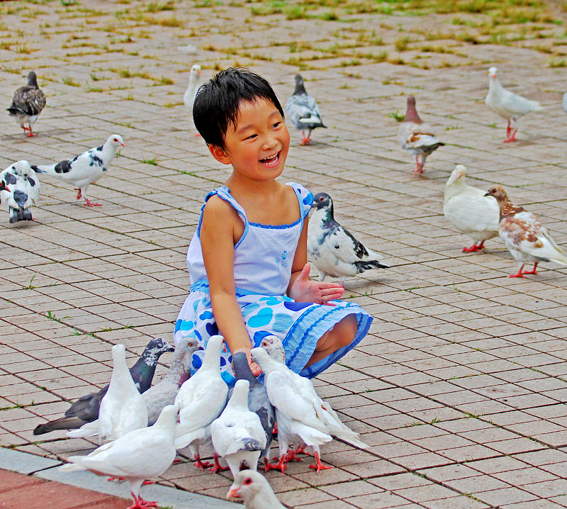 鸽子窝公园的鸽子 摄影 雨彤