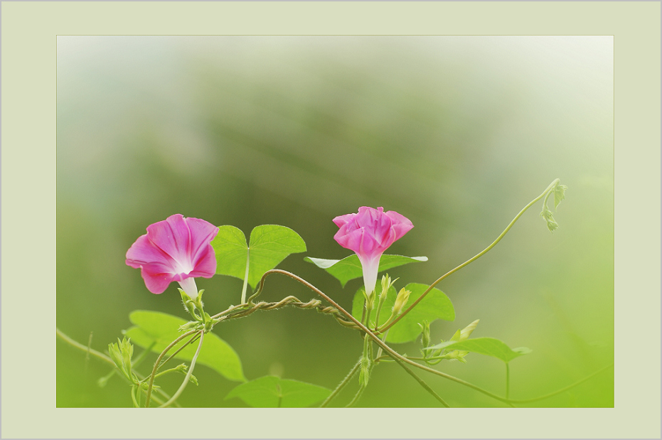 牵牛花 摄影 高枕无忧