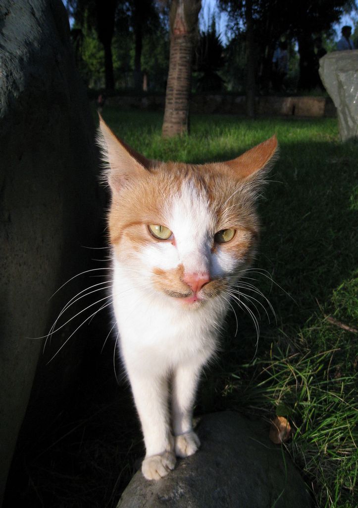 每日一猫 摄影 dianran