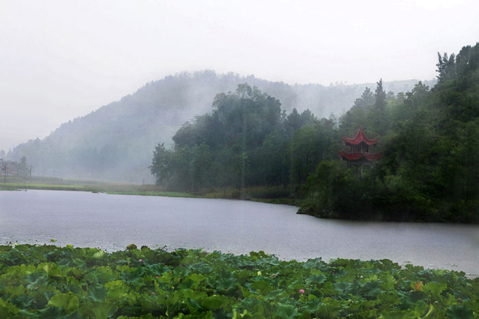 荷塘烟雨 摄影 林城