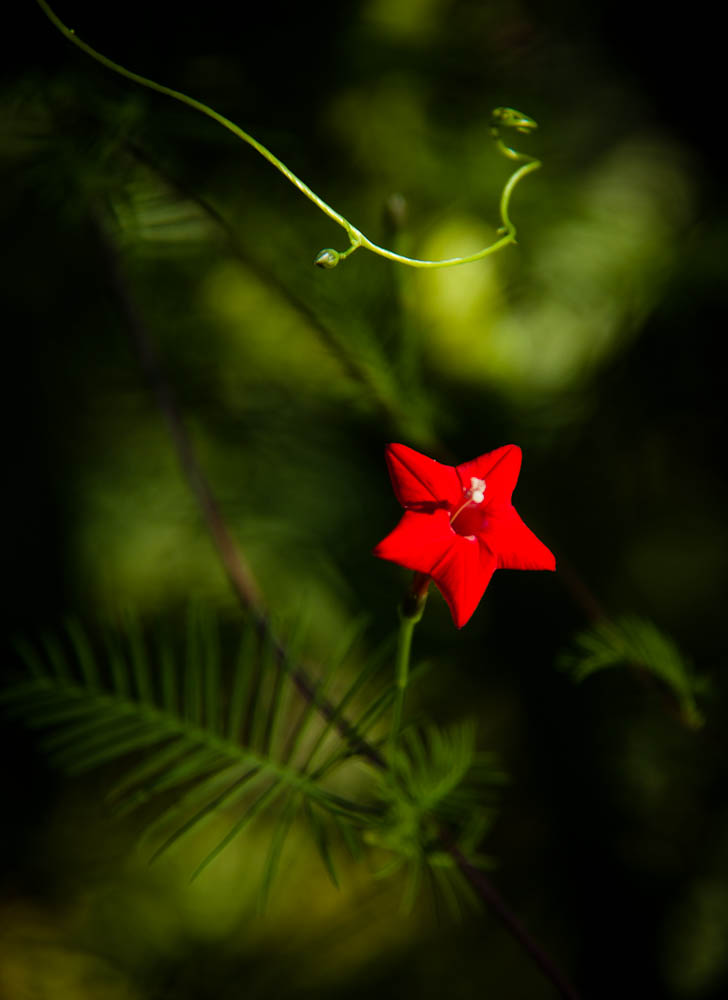 花儿 摄影 wanyiwan