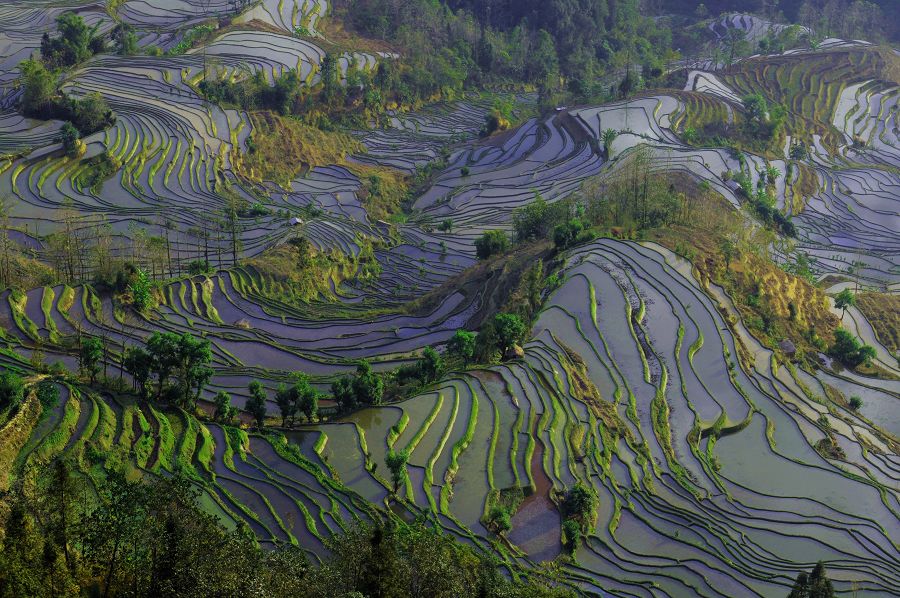 梯田胜景 摄影 东方海天