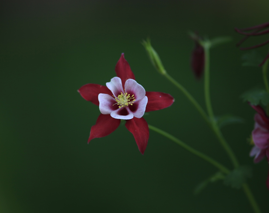 小花 摄影 等一会