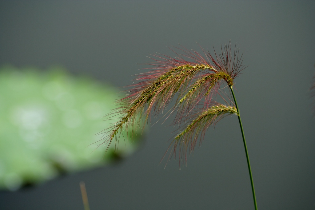 小草 摄影 等一会