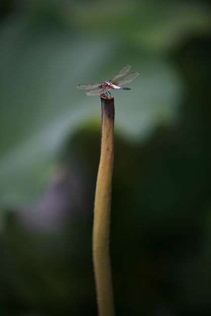 秋荷。 摄影 心碎烏托邦