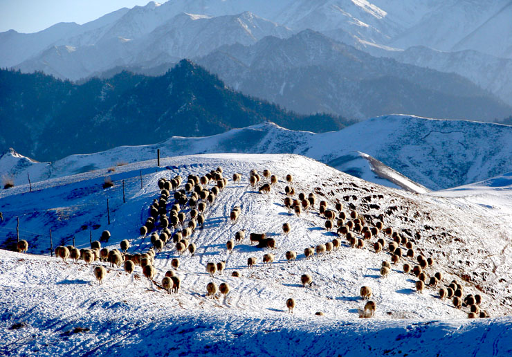 冬雪牧场 摄影 吴西部