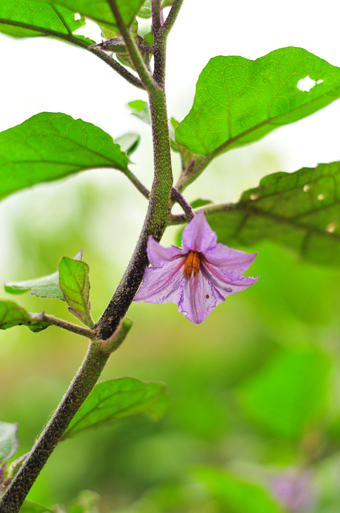 茄子花 摄影 海的情怀