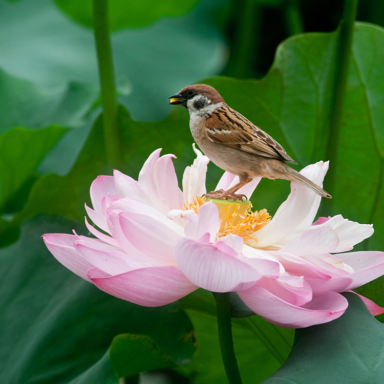 荷、雀（一） 摄影 古都侠影