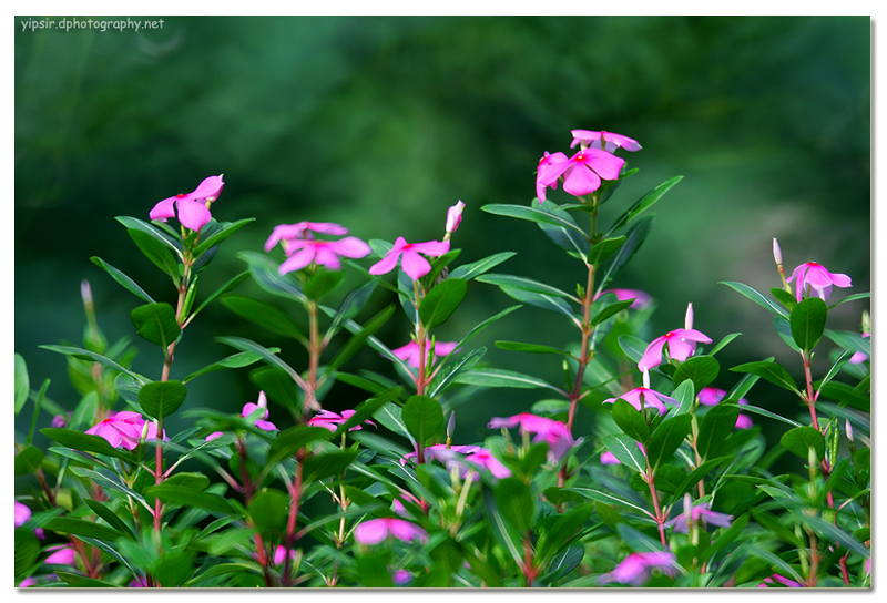 花花草草 摄影 yipsir