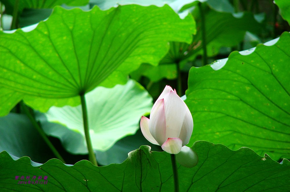 龙 潭 荷 花。 摄影 紫色牡丹