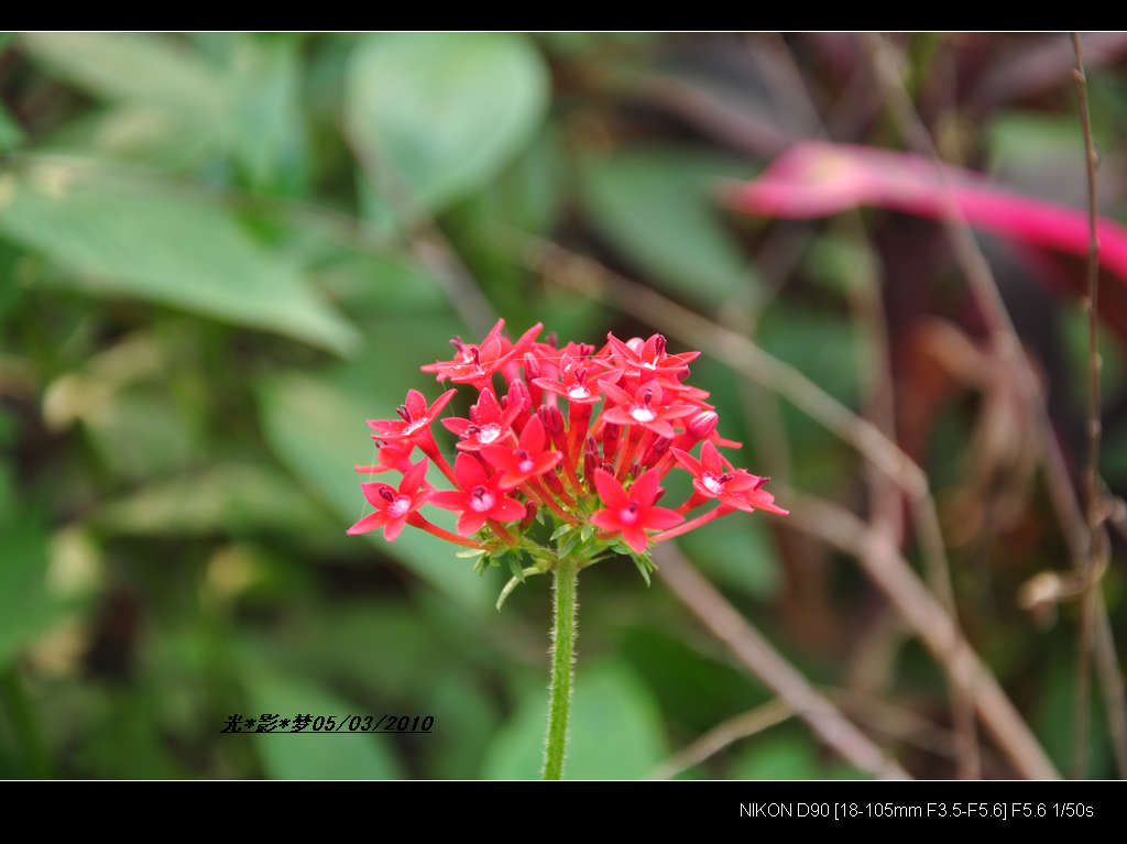 小花 摄影 光影梦