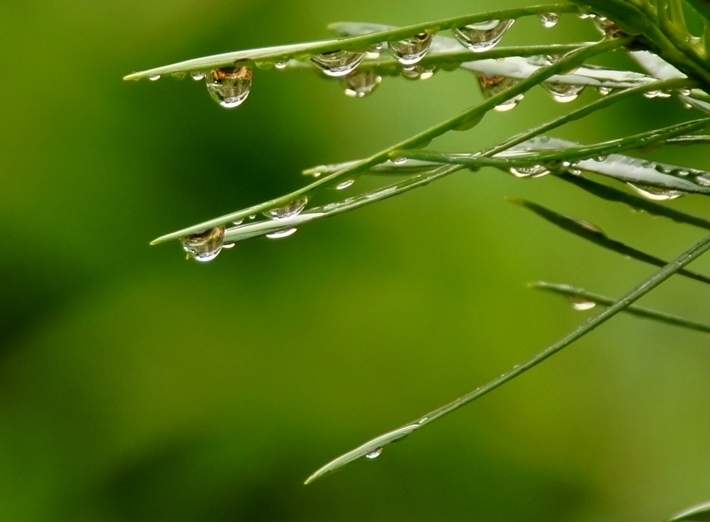 水珠 摄影 丶小宇丶