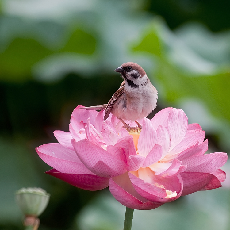 荷、雀（二） 摄影 古都侠影