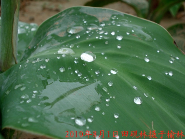 雨珠 摄影 田砚林