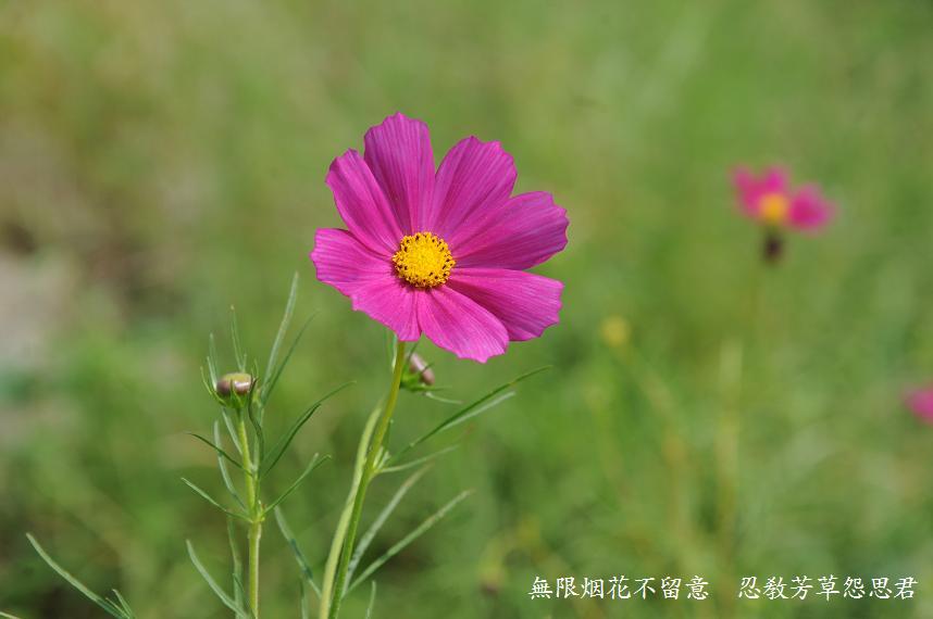 中秋時節／送人 摄影 萬里香