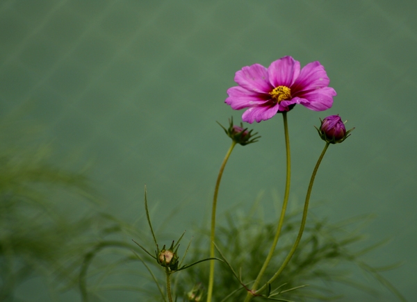 小花 摄影 xibeilin