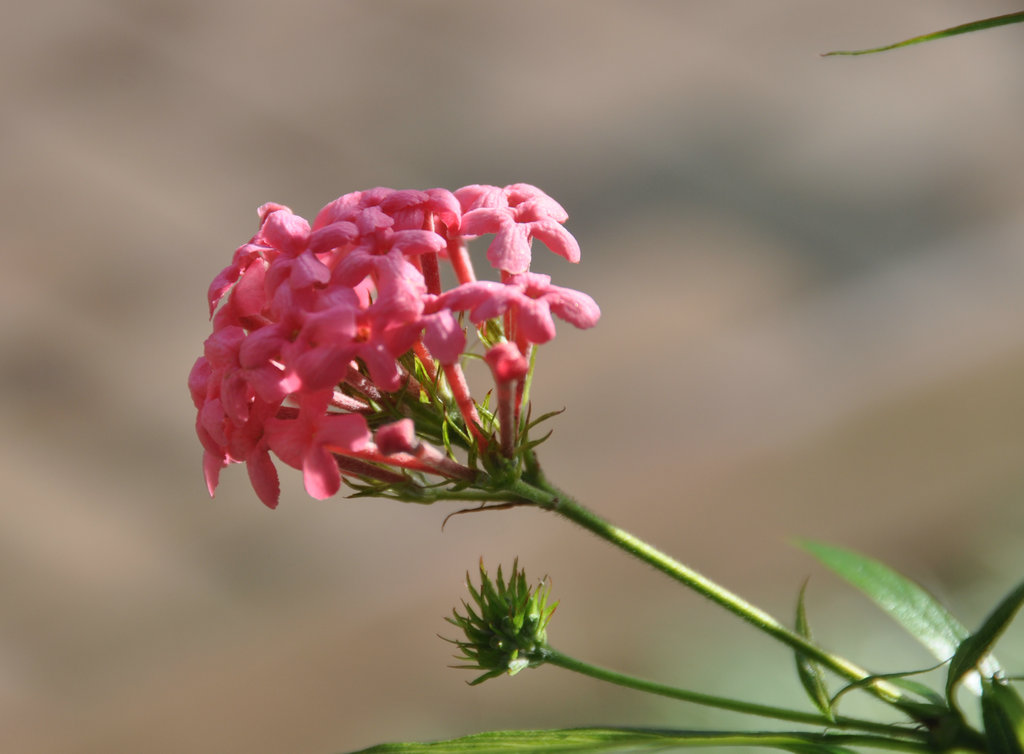 一支独秀 百花峥嵘 摄影 木化玉