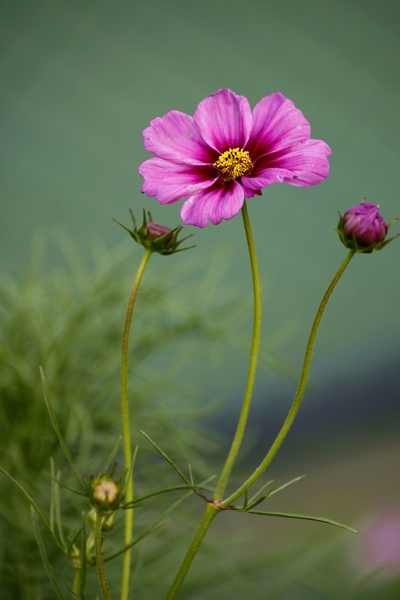 花 摄影 xibeilin