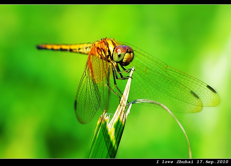 Dragonfly 摄影 andyliu1977