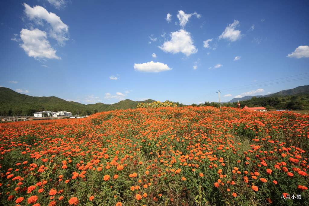 偶遇花海 摄影 八哥小黑