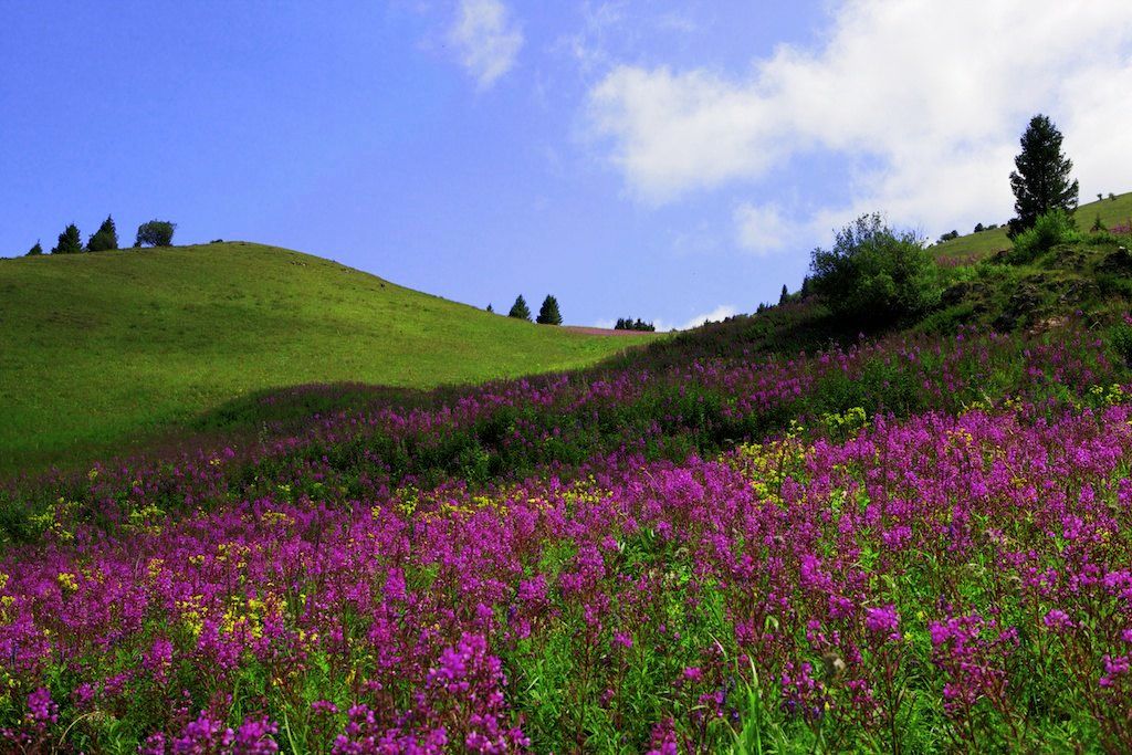 夏尔西里 摄影 maotuo