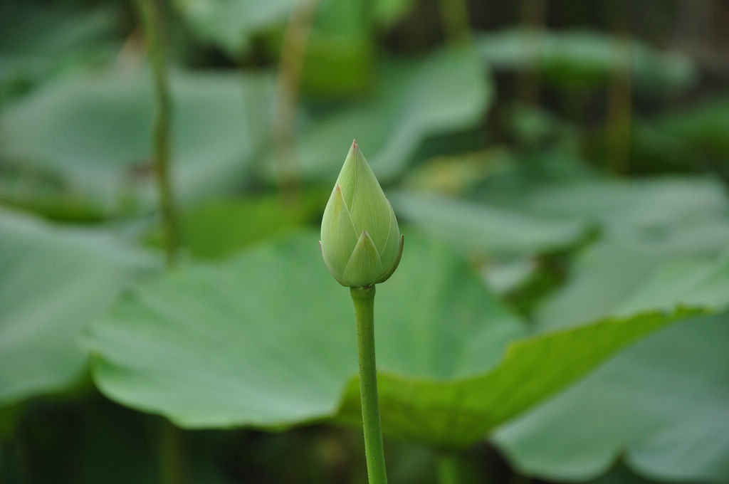 待放 摄影 寒秋独立