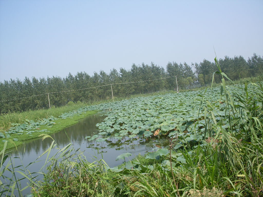 洪泽湖湿地之四 摄影 鸿瑞