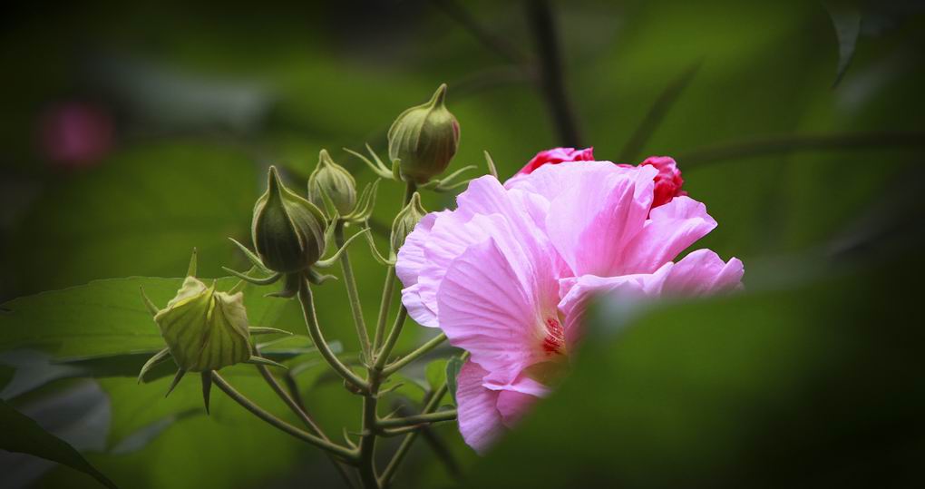 芙蓉花开 摄影 色胆犹存