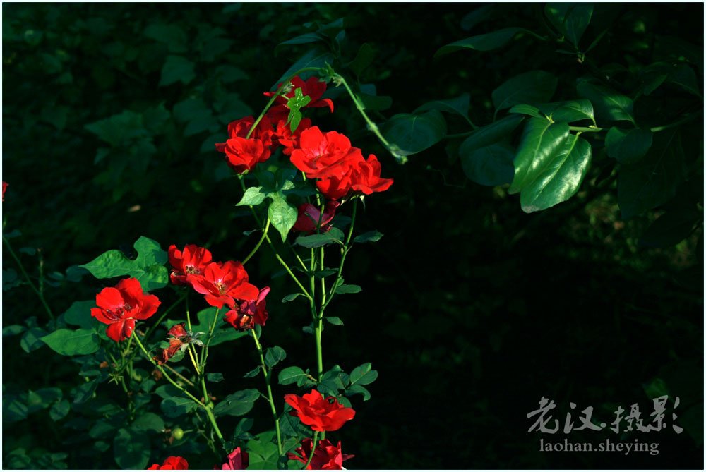 月季花 摄影 laohan006