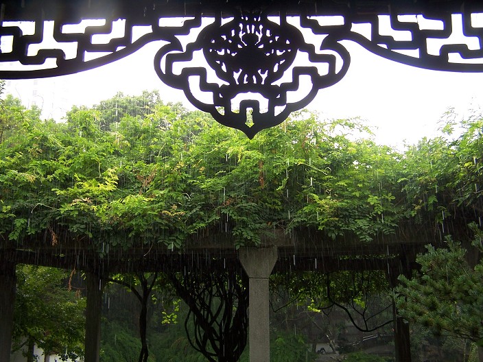 台风雨 摄影 老瞿